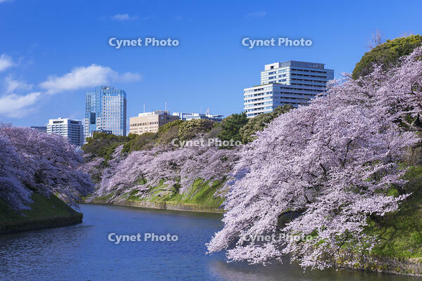 桜咲く千鳥ヶ淵 [YHI110010054]