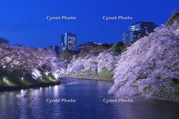 桜咲く千鳥ヶ淵夜景 [YHI110010055]