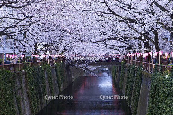 目黒川の桜並木夕景 [YHI110010056]