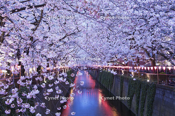 目黒川の桜並木夜景 [YHI110010057]