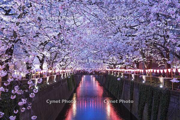 目黒川の桜並木夜景 [YHI110010058]