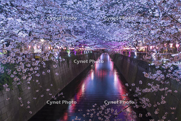 目黒川の桜並木夜景 [YHI110010060]