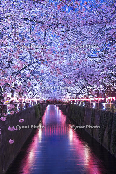 目黒川の桜並木夜景 [YHI110010061]