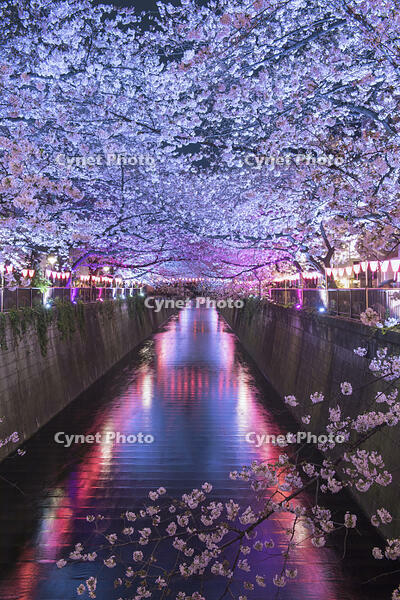 目黒川の桜並木夜景 [YHI110010062]