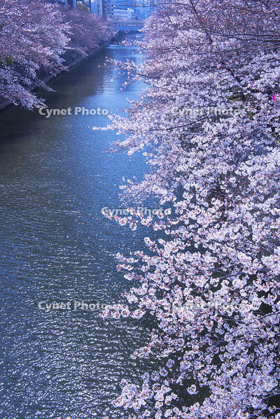 目黒川の桜並木 [YHI110010063]