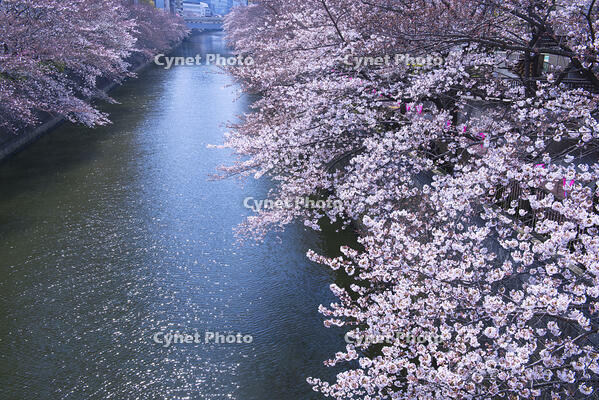 目黒川の桜並木 [YHI110010064]