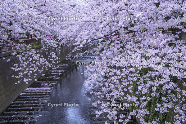 目黒川の桜並木 [YHI110010065]