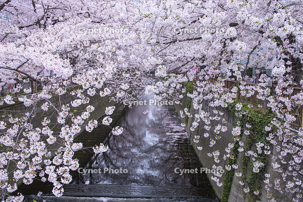 目黒川の桜並木 [YHI110010066]