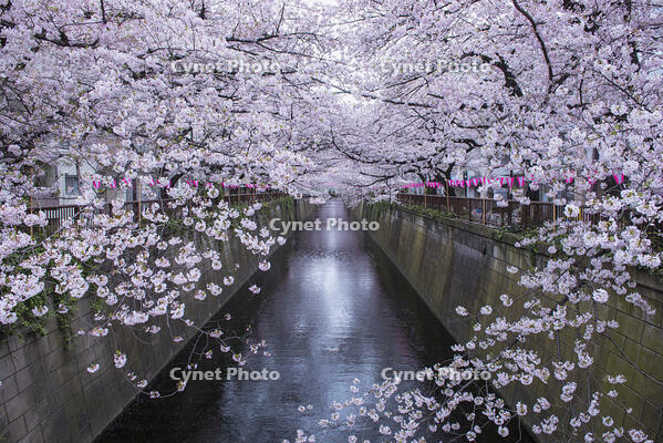 目黒川の桜並木 [YHI110010067]