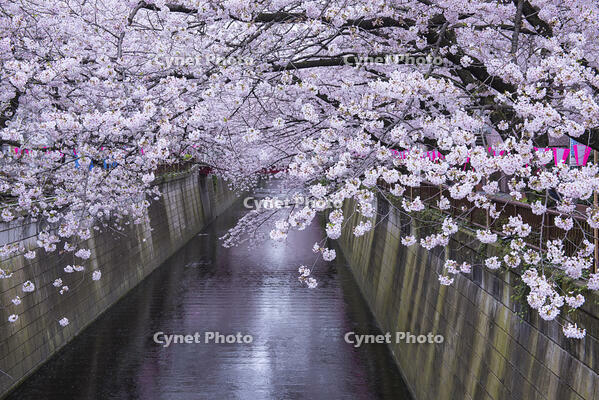 目黒川の桜並木 [YHI110010068]