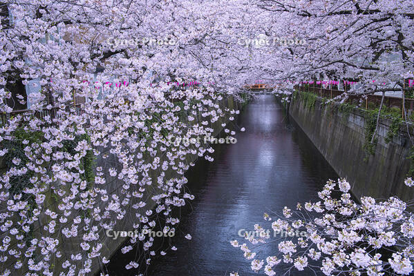 目黒川の桜並木 [YHI110010069]