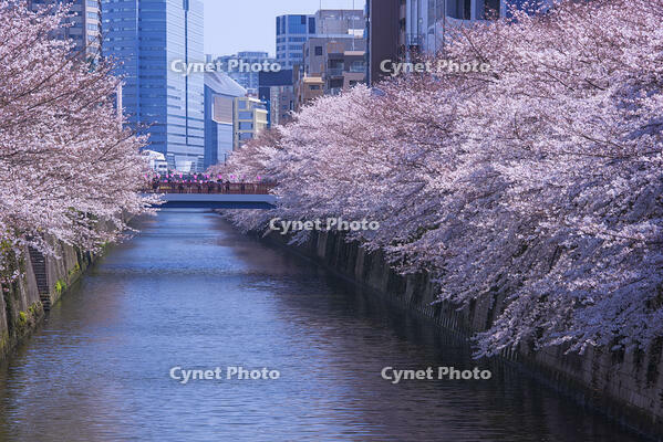 目黒川の桜並木 [YHI110010070]