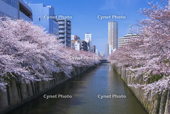 目黒川の桜並木 [YHI110010071]
