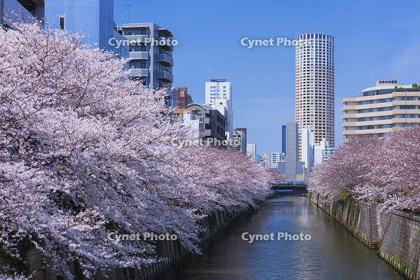 目黒川の桜並木 [YHI110010072]