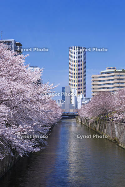 目黒川の桜並木 [YHI110010073]