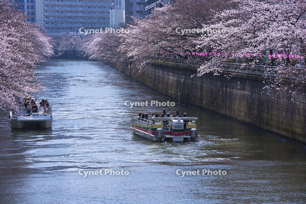 目黒川の桜並木とお花見クルーズ [YHI110010074]