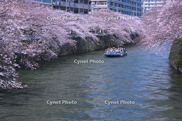 目黒川の桜並木とお花見クルーズ [YHI110010075]