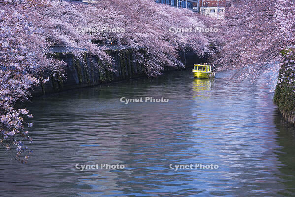 目黒川の桜並木とお花見クルーズ [YHI110010076]