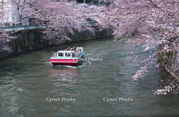目黒川の桜並木とお花見クルーズ [YHI110010077]