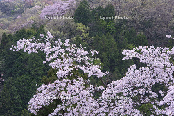 八王子城跡より望む桜 [YHI110010083]