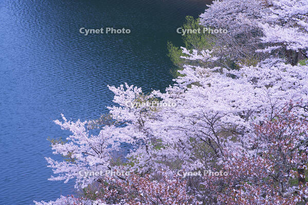 奥多摩湖の桜 [YHI110010084]