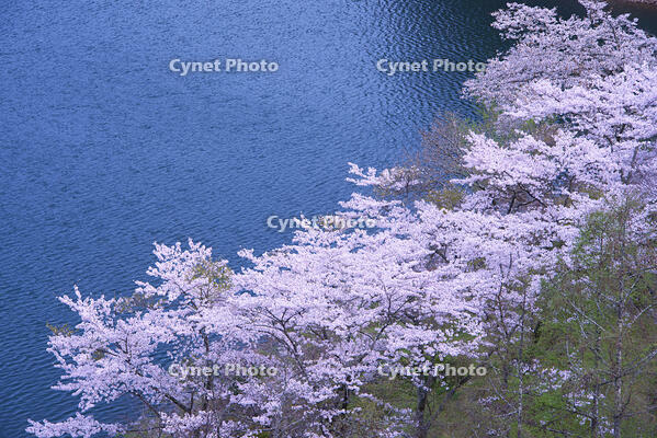 奥多摩湖の桜 [YHI110010085]