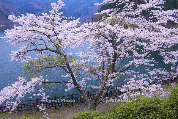 奥多摩湖の桜 [YHI110010086]