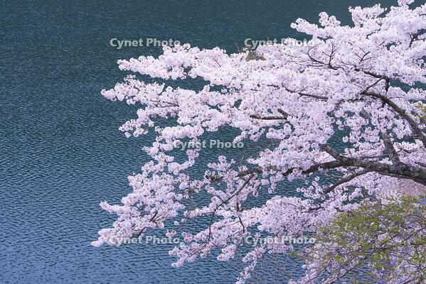 奥多摩湖の桜 [YHI110010087]