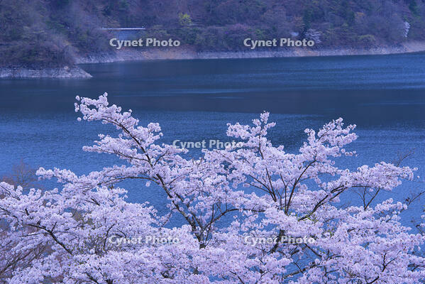 奥多摩湖の桜 [YHI110010088]