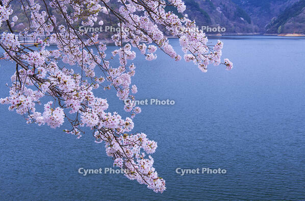 奥多摩湖の桜 [YHI110010089]