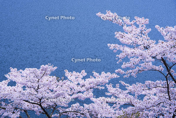 奥多摩湖の桜 [YHI110010090]
