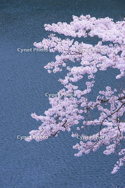 奥多摩湖の桜 [YHI110010091]