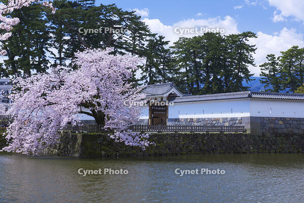 桜咲く小田原城 [YHI110010092]