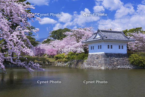 桜咲く小田原城 [YHI110010094]