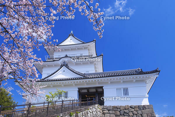 桜咲く小田原城 [YHI110010095]