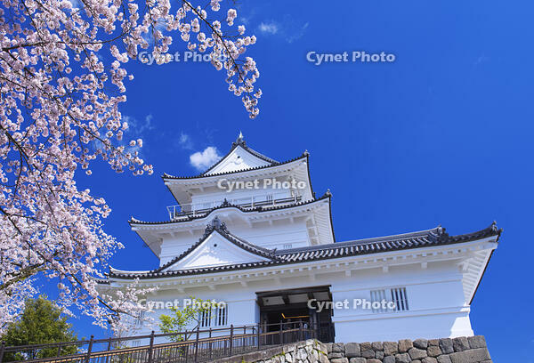 桜咲く小田原城 [YHI110010096]