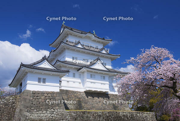 桜咲く小田原城 [YHI110010097]