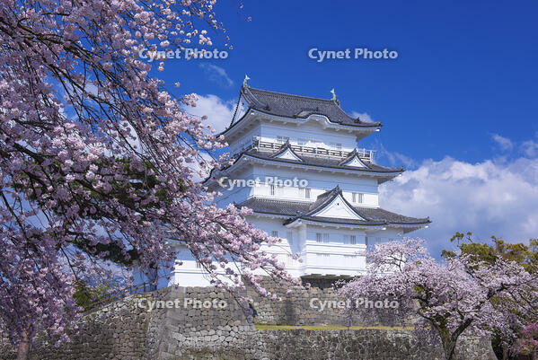 桜咲く小田原城 [YHI110010098]