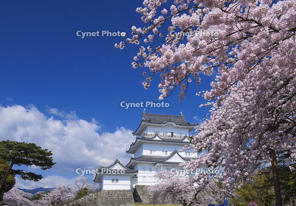 桜咲く小田原城 [YHI110010100]