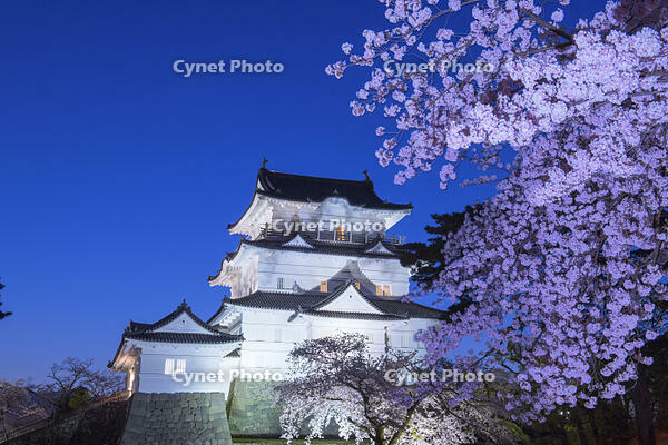 桜咲く小田原城夜景 [YHI110010101]