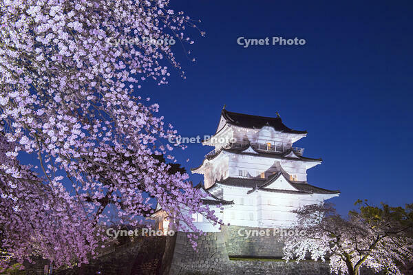 桜咲く小田原城夜景 [YHI110010102]