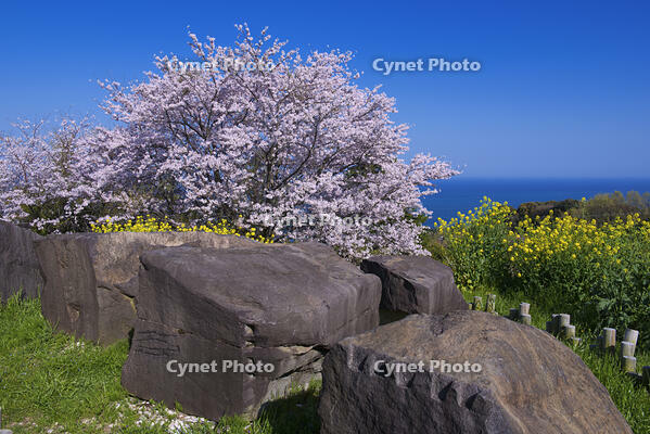 石垣山一夜城跡の石垣用石材 [YHI110010109]