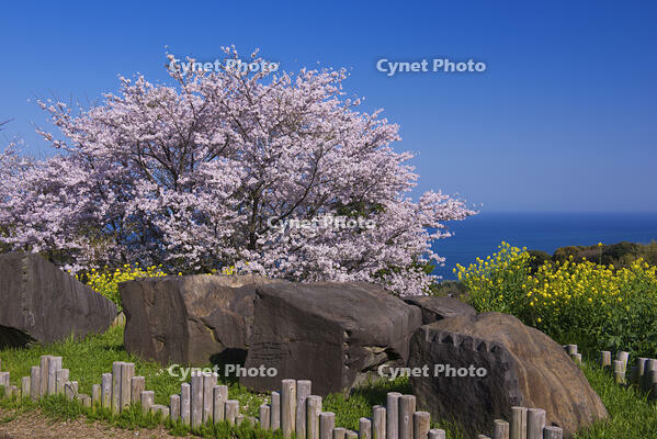 石垣山一夜城跡の石垣用石材 [YHI110010110]