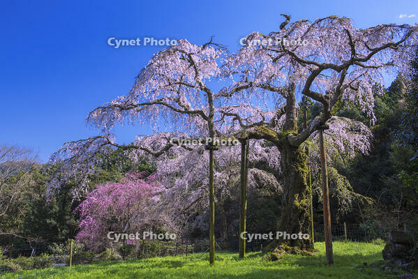 長興山紹太寺しだれ桜 [YHI110010111]