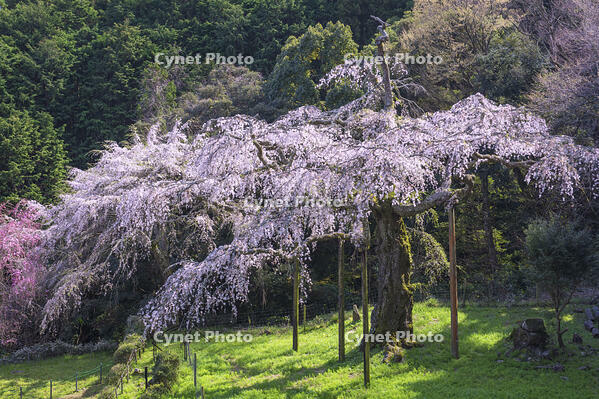 長興山紹太寺しだれ桜 [YHI110010113]