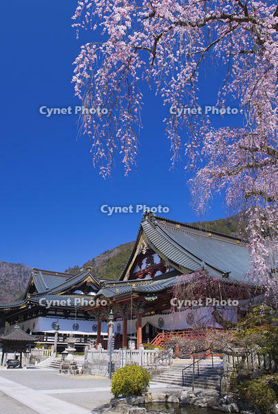身延山久遠寺のしだれ桜 [YHI110010115]