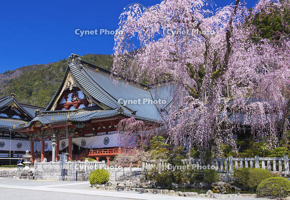 身延山久遠寺のしだれ桜 [YHI110010120]