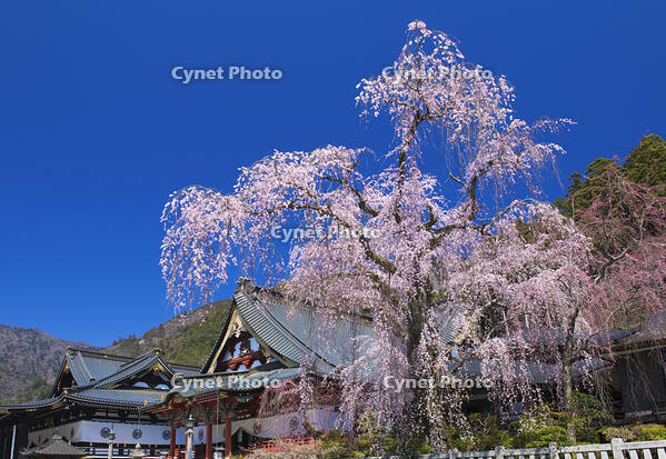 身延山久遠寺のしだれ桜 [YHI110010121]