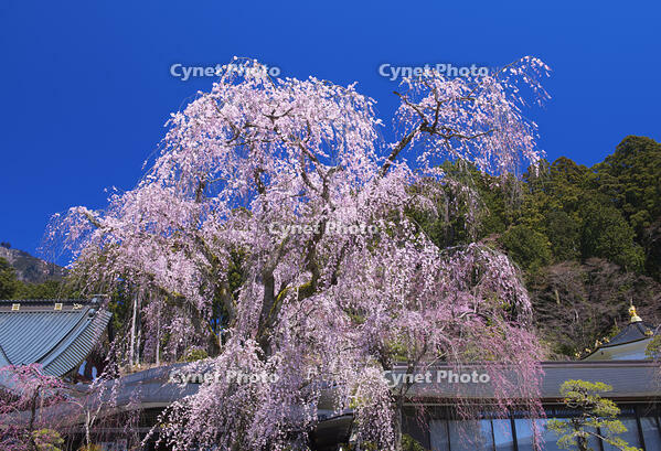 身延山久遠寺のしだれ桜 [YHI110010122]