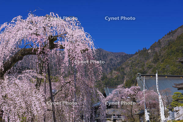 身延山久遠寺のしだれ桜 [YHI110010123]